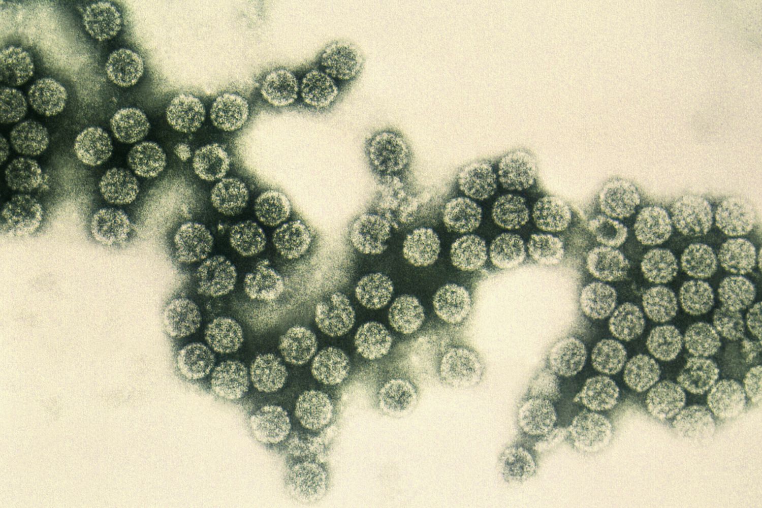 Biofilms industria alimentaria